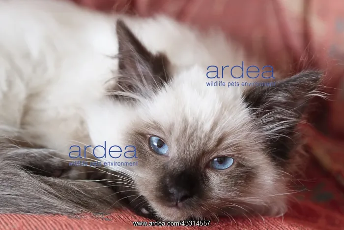  : Ragdoll Kitten, Norfolk UK