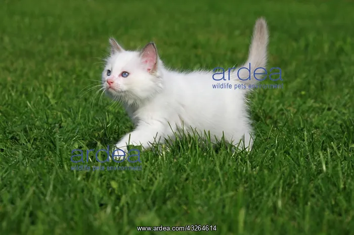 : Ragdoll, kitten, white, 7 weeks, running in meadow : Ragdoll, kitten, white, 7 weeks, running in meadow