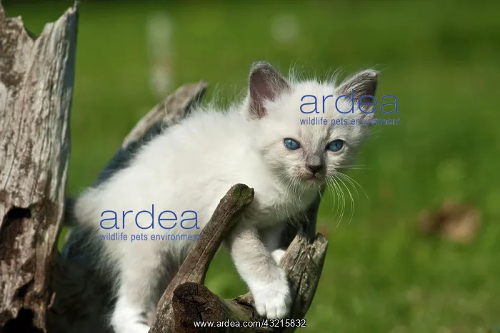 : Ragdoll kittens climbing on an old tree stump : Ragdoll kittens climbing on an old tree stump