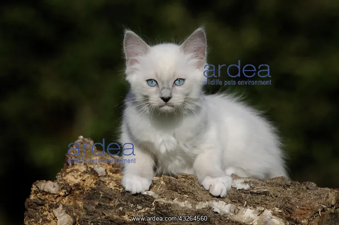 : Ragdoll, white cat, 14 weeks, lying on tree trunk : Ragdoll, white cat, 14 weeks, lying on tree trunk