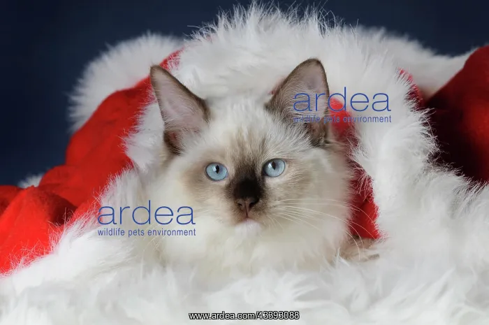 : Ragdoll, young male cat : Ragdoll, young male cat