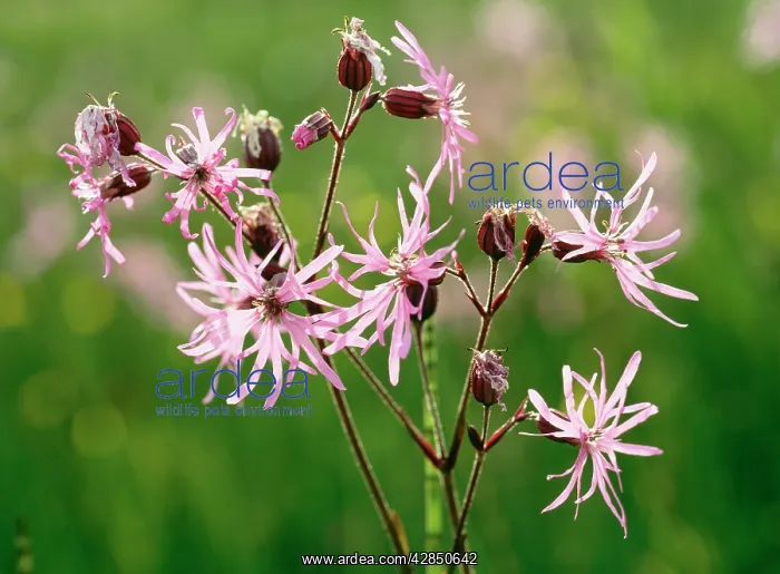  : RAGGED ROBIN