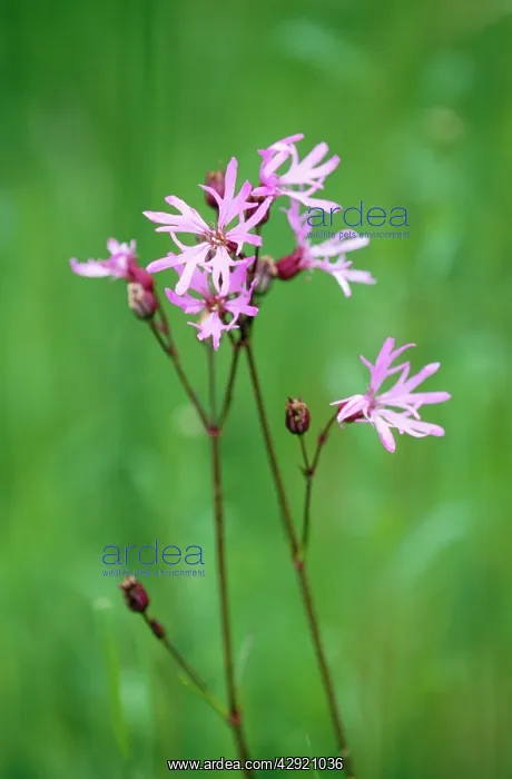 : Ragged Robin : Ragged Robin