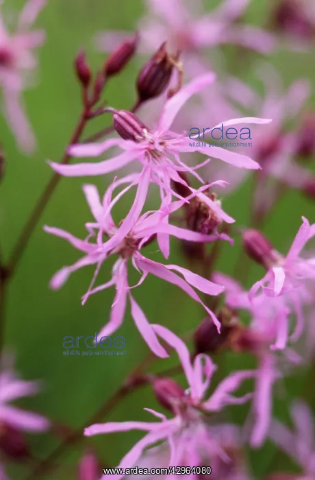 : Ragged Robin : Ragged Robin