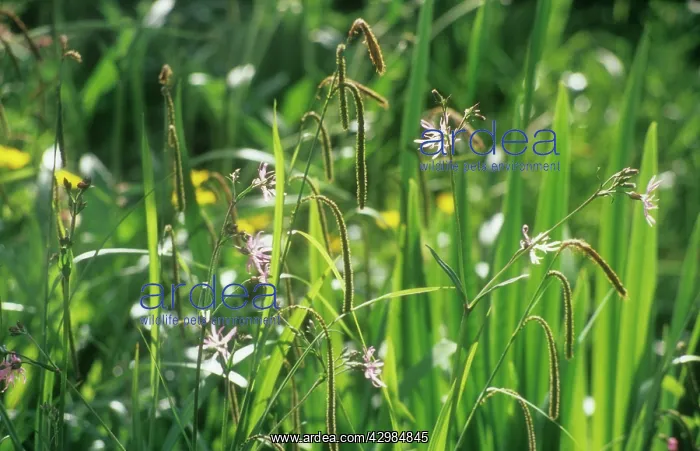 : Ragged Robin : Ragged Robin