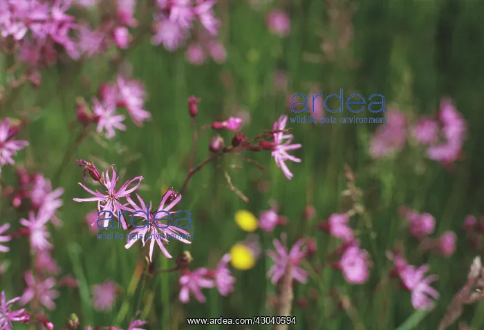 : Ragged Robin : Ragged Robin