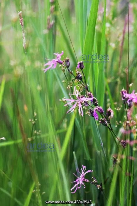  : Ragged Robin