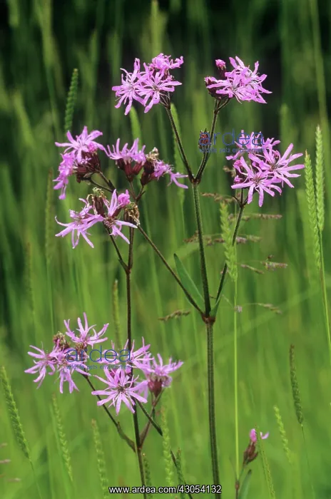 : Ragged Robin : Ragged Robin