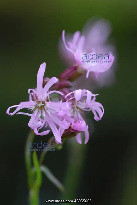 : Ragged Robin : Ragged Robin