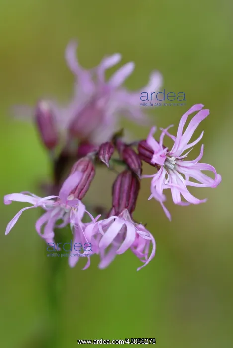 : Ragged Robin : Ragged Robin