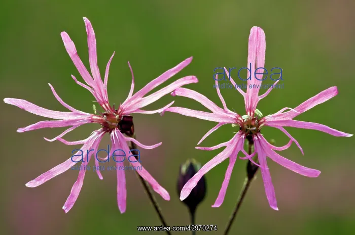 : Ragged Robin - in flower - Marshy grassland : Ragged Robin - in flower - Marshy grassland