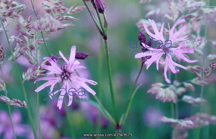 : Ragged robin - Flowering : Ragged robin - Flowering