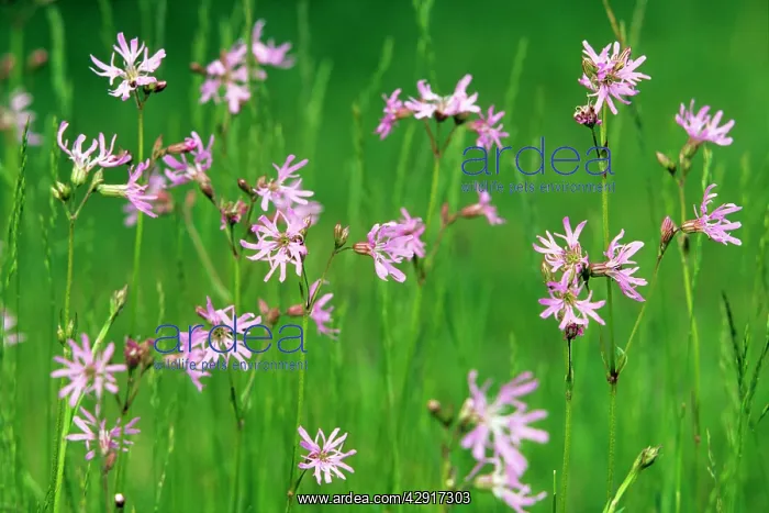 : Ragged Robin - flowering in water meadow : Ragged Robin - flowering in water meadow