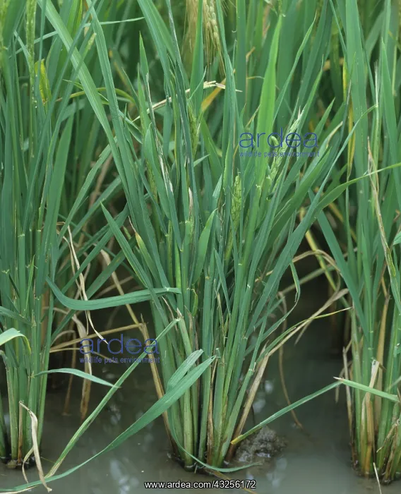 : Ragged stunt virus infection in rice : Ragged stunt virus infection in rice