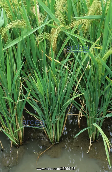 : Ragged stunt virus in rice paddy : Ragged stunt virus in rice paddy