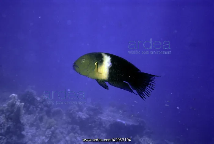 : Ragged-tailed Wrasse : Ragged-tailed Wrasse