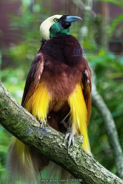 : Raggiana Bird-of-paradise, male displaying, controlled : Raggiana Bird-of-paradise, male displaying, controlled
