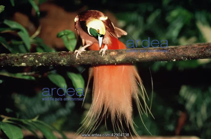 : RAGGIANA BIRD OF PARADISE : RAGGIANA BIRD OF PARADISE