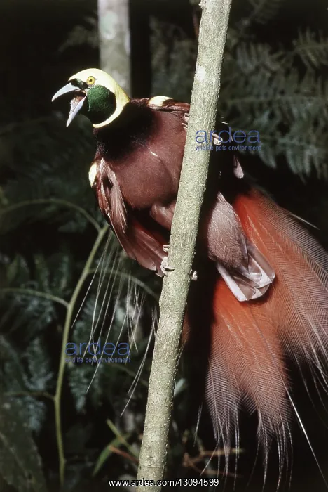 : Raggiana Bird of Paradise : Raggiana Bird of Paradise