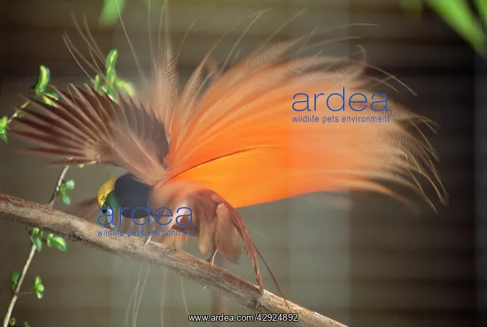 : RAGGIANA BIRD OF PARADISE - displaying : RAGGIANA BIRD OF PARADISE - displaying