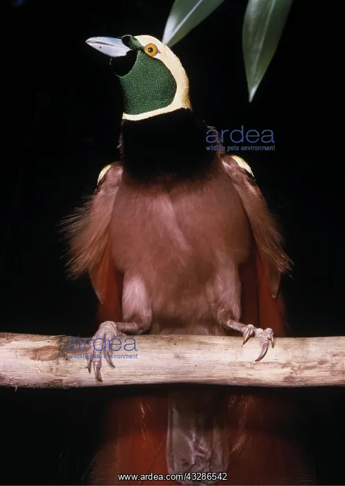  : RAGGIANA BIRD OF PARADISE - male