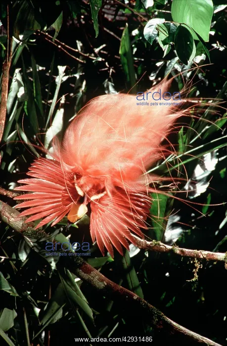 : Raggiana Bird of Paradise - male displaying : Raggiana Bird of Paradise - male displaying