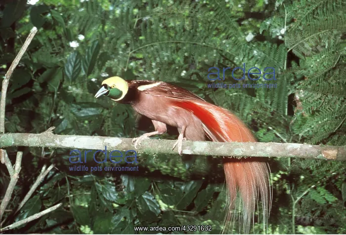 : Raggiana Bird of Paradise - perched on branch : Raggiana Bird of Paradise - perched on branch