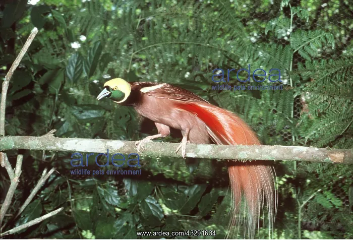 : RAGGIANA BIRD OF PARADISE - perched on branch : RAGGIANA BIRD OF PARADISE - perched on branch