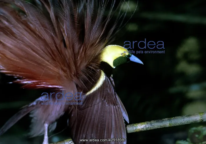 : RAGGIANA BIRD OF PARRADISE : RAGGIANA BIRD OF PARRADISE