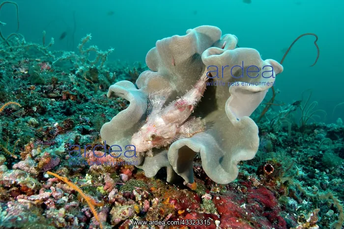 : Raggy scorpionfish, Scorpaenopsis venosa inside a mushroom l : Raggy scorpionfish, Scorpaenopsis venosa inside a mushroom l