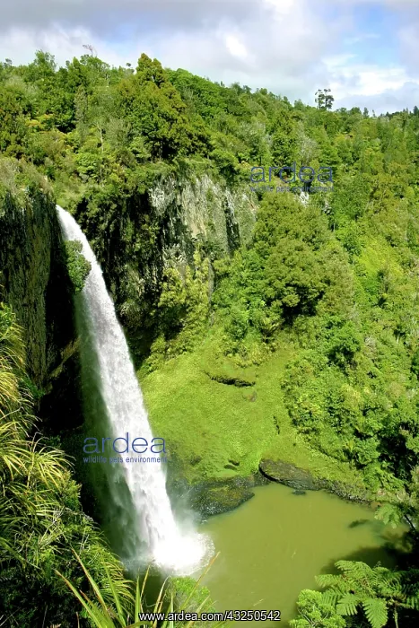 : Raglan, New Zealand. A beautiful waterfall : Raglan, New Zealand. A beautiful waterfall