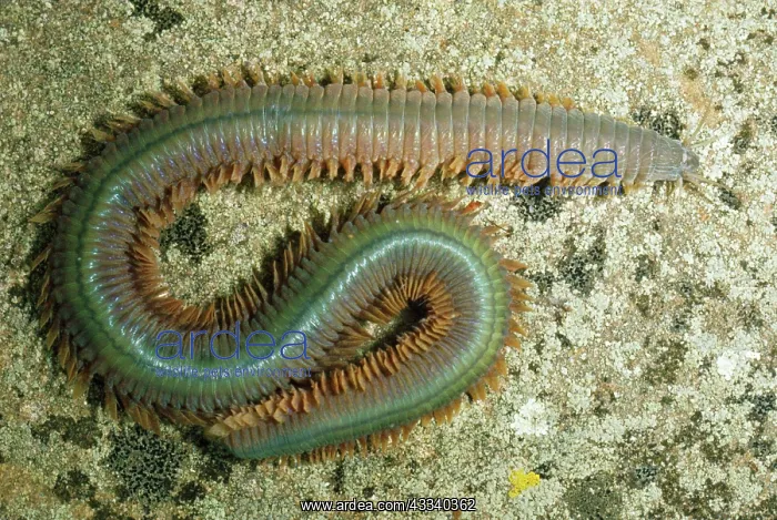  : Ragworm (Nereis virens). UK Littoral