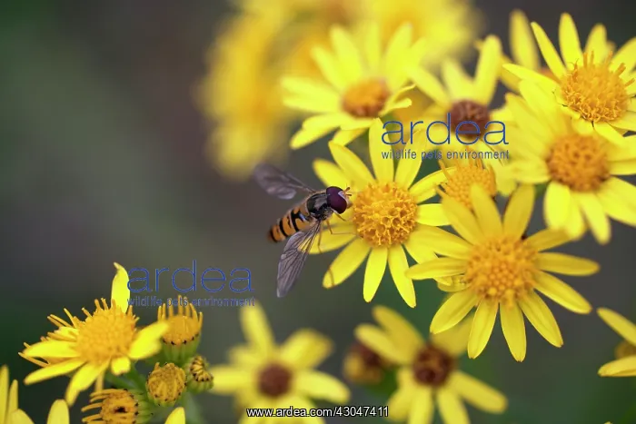 : Ragwort, Senecio jacobaea : Ragwort, Senecio jacobaea