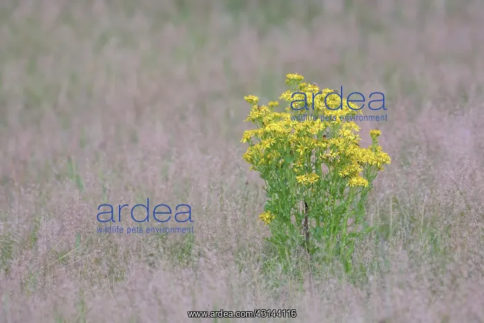 : Ragwort (Senecio jacobaea) flowering in a meadow : Ragwort (Senecio jacobaea) flowering in a meadow