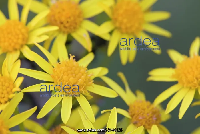  : Ragwort (Senecio jacobaea) flowering in a meadow