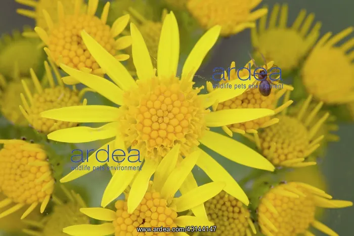 : Ragwort (Senecio jacobaea) flowering in a meadow : Ragwort (Senecio jacobaea) flowering in a meadow