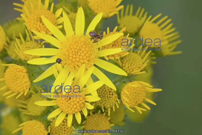 : Ragwort (Senecio jacobaea) flowering in a meadow : Ragwort (Senecio jacobaea) flowering in a meadow