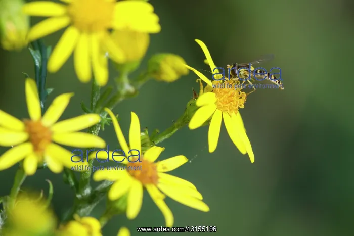  : Ragwort. Long Hoverfly (Sphaerophoria scripta) extracting nectar