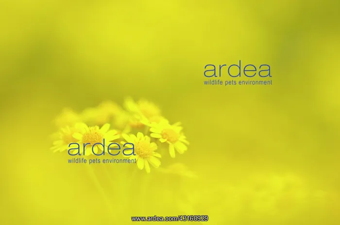 : Ragwort (Senecio jacobaea) flowering in a field : Ragwort (Senecio jacobaea) flowering in a field