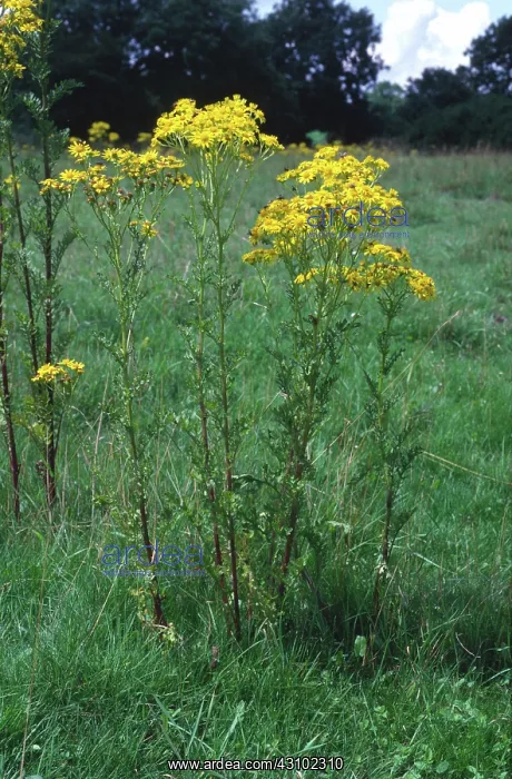 : Ragwort in flower in grassland : Ragwort in flower in grassland
