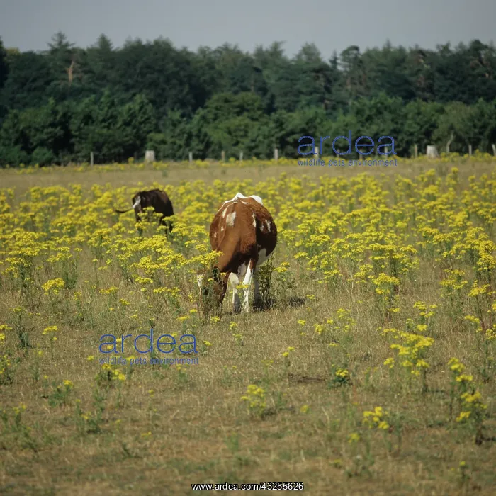 : Ragwort and grazing cattle : Ragwort and grazing cattle