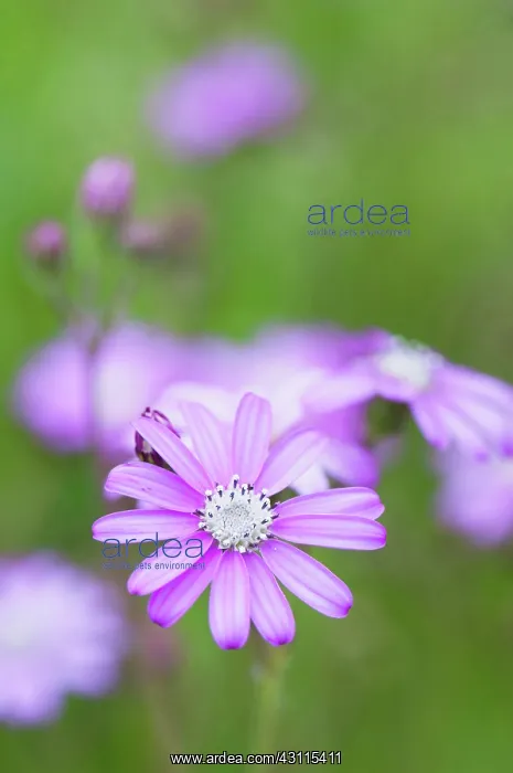 : Ragwort, Pink ragwort, Senecio viravira, mauve coloured : Ragwort, Pink ragwort, Senecio viravira, mauve coloured