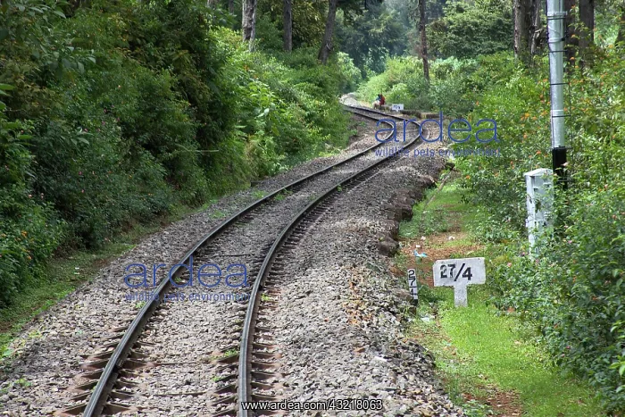 : Railroad track of Heritage Steam Train going : Railroad track of Heritage Steam Train going