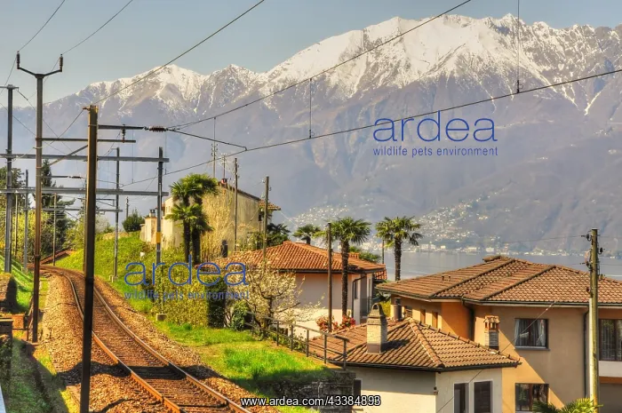 : Railroad Tracks and Snow-capped Mountain in Ticino : Railroad Tracks and Snow-capped Mountain in Ticino