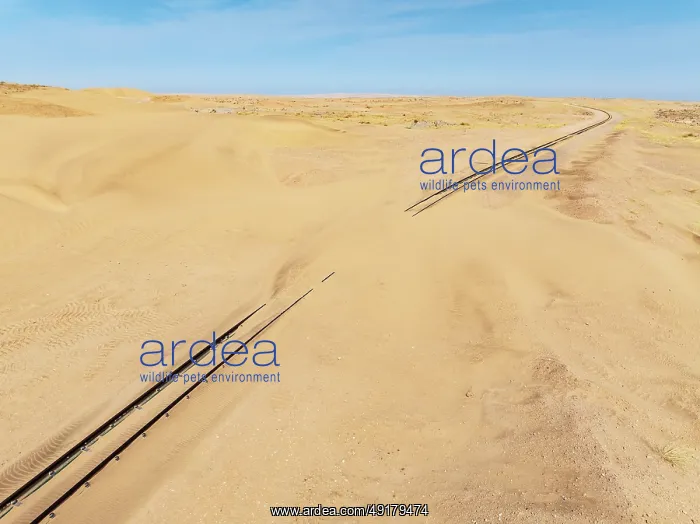 : Rails covered with sand in the southern Namib Desert : Rails covered with sand in the southern Namib Desert