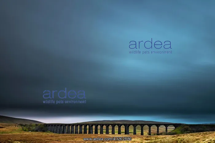 : Railway bridge, Ribblehead viaduct in autumn landscape : Railway bridge, Ribblehead viaduct in autumn landscape