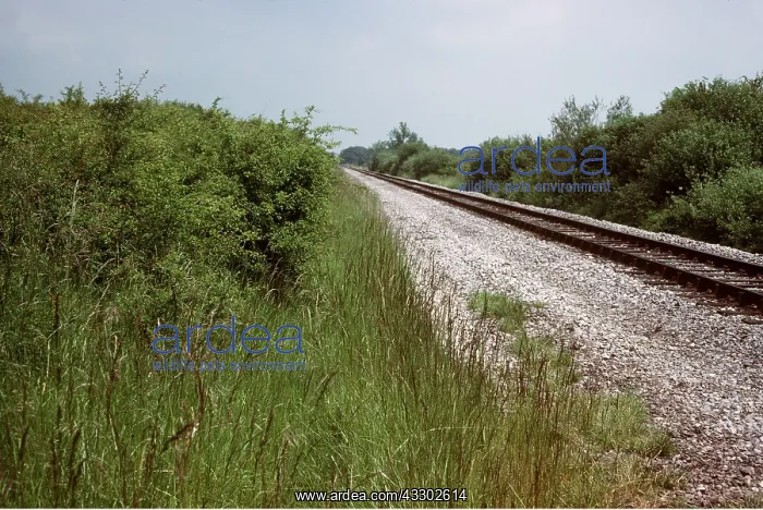: Railway line on calcareous clay. Broad margins - : Railway line on calcareous clay. Broad margins -