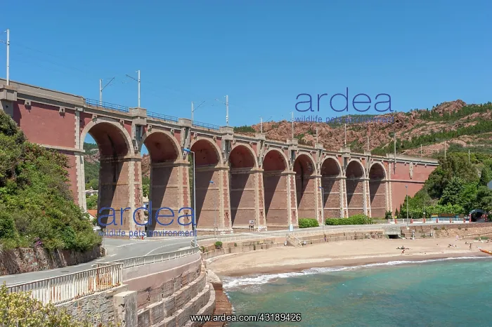 : Railway viaduct, Antheor, Var, Provence-Alpes-Cote : Railway viaduct, Antheor, Var, Provence-Alpes-Cote