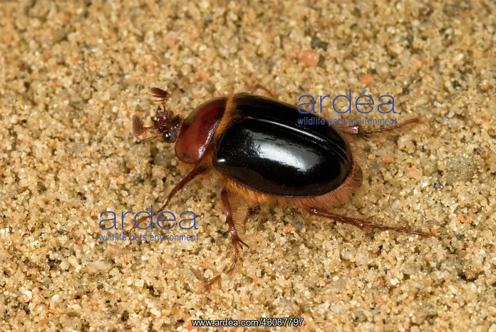 : Rain Beetle : Rain Beetle