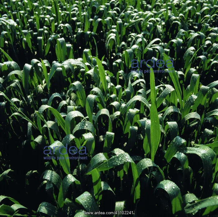 : Rain droplets on Wheat : Rain droplets on Wheat